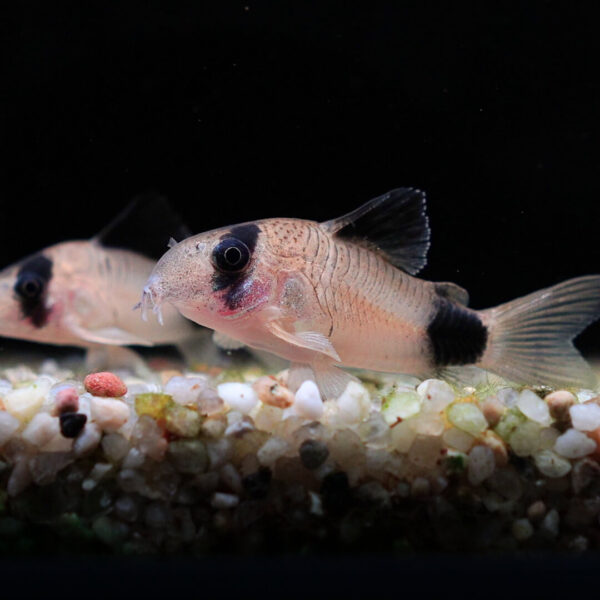 CORYDORAS-PANDA