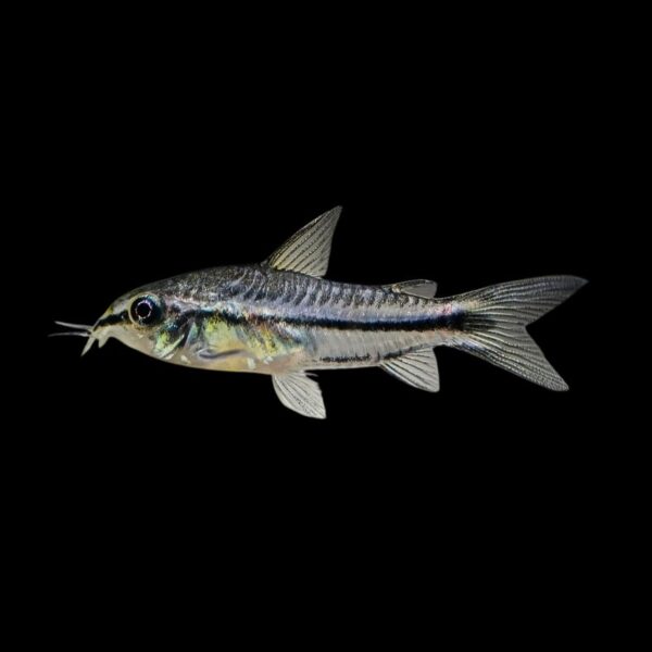 CORYDORAS PYGMAEUS