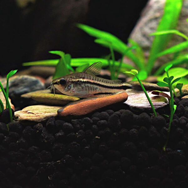 PYGMAEUS CORYDORAS