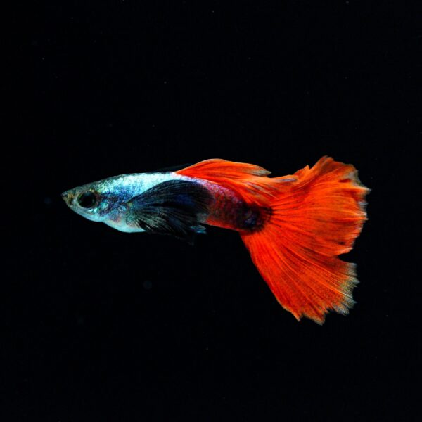 GUPPY ”SILVER TUXEDO DUMBO EAR” (PAR)  ➤ DOSTUPNO 23.05.2026.