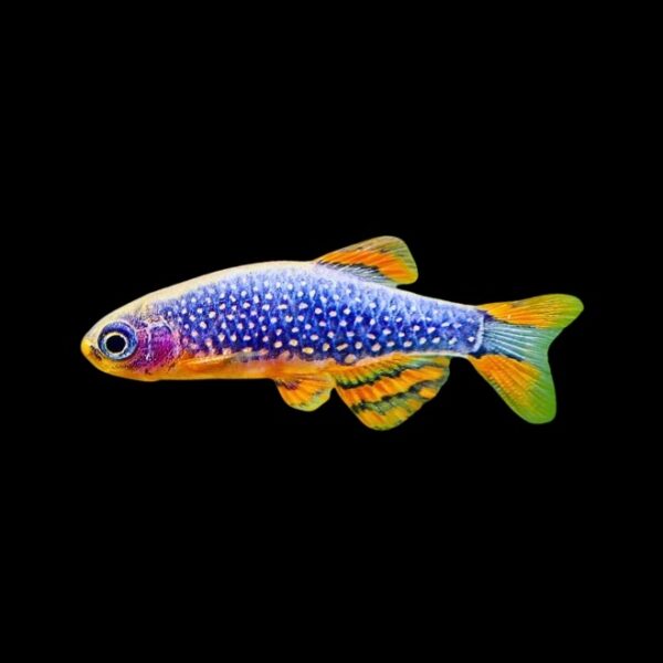 DANIO MARGARITATUS (GALAXY RASBORA)