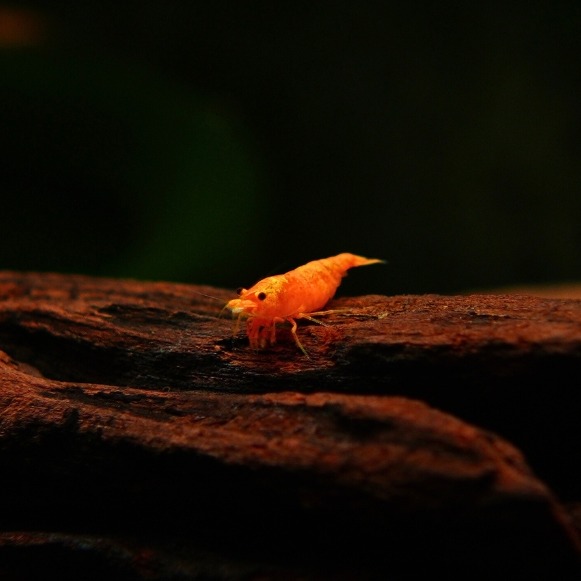 NEOCARIDINA ”ORANGE SUNKIST” (12 KOM + 1 GRATIS)