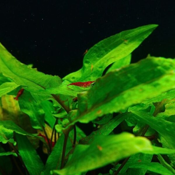 NEOCARIDINA ”RED CHERRY” (12 KOM + 1 GRATIS) ➤ DOSTUPNO 09.05.2026.