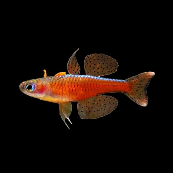 PSEUDOMUGIL LUMINATUS  ➤ DOSTUPNO RUJAN 2026.