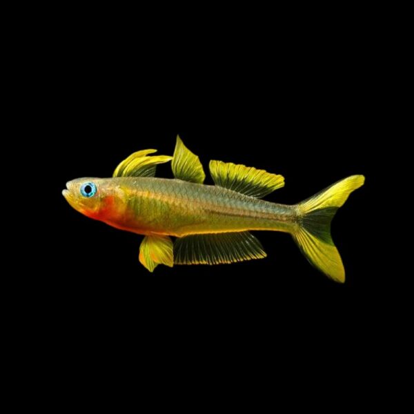 PSEUDOMUGIL FURCATUS ➤ DOSTUPNO 06.06.2026.