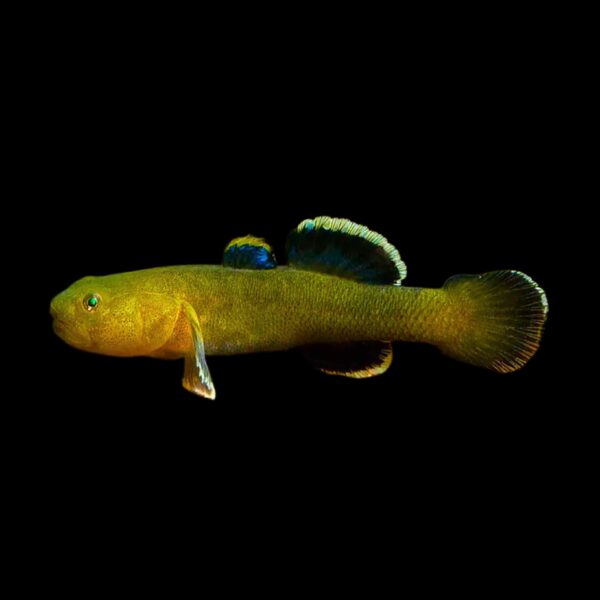 CHLAMYDOGOBIUS EREMIUS