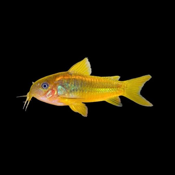 CORYDORAS GOLD LASER