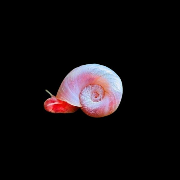 PLANORBELLA DURYI "PINK RAMSHORN"