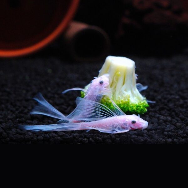 ANCISTRUS "SNOW WHITE LONGFIN"