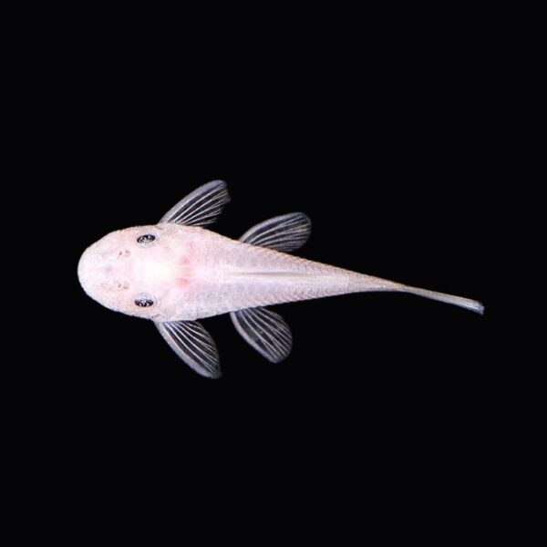 ANCISTRUS "SNOW WHITE SHORTFIN"