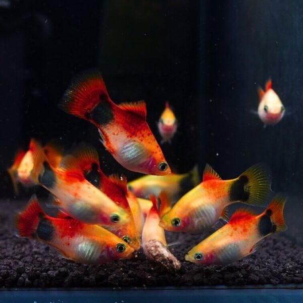 XIPHOPHORUS MACULATUS ”SUNBURST MICKEY MOUSE” ➤ DOSTUPNO 06.06.2026.