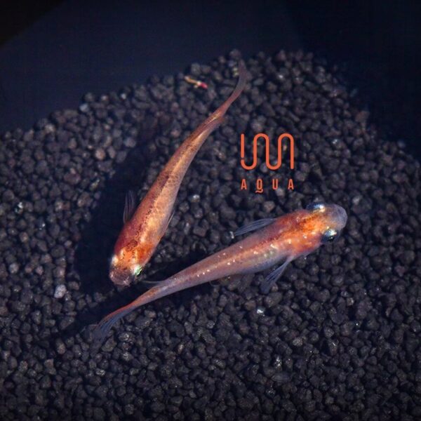 ORYZIAS LATIPES " MEDAKA KOI LAME" ➤ DOSTUPNO 09.05.2026.