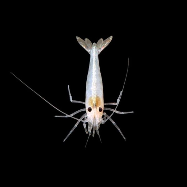 CARIDINA MULTIDENTATA  ”AMANO SNOW”
