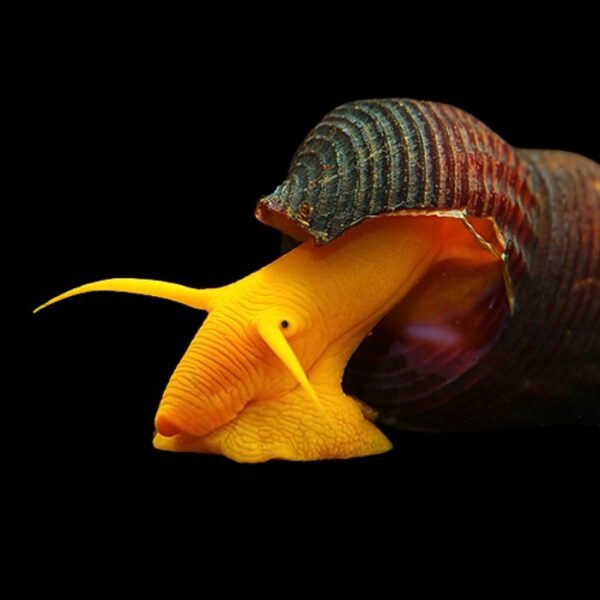 VIVIPAROUS ”TYLOMELANIA”