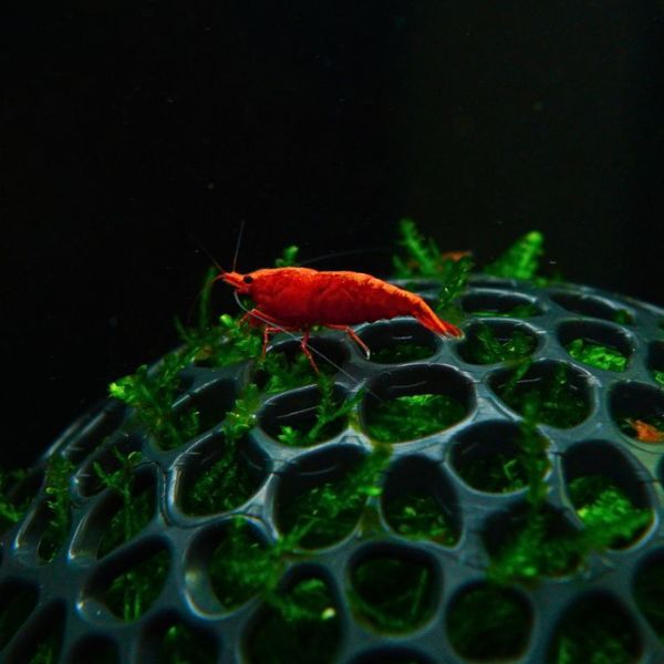 NEOCARIDINA ”FIRE RED ” (12 KOM + 1 GRATIS) ➤ DOSTUPNO 09.05.2026.